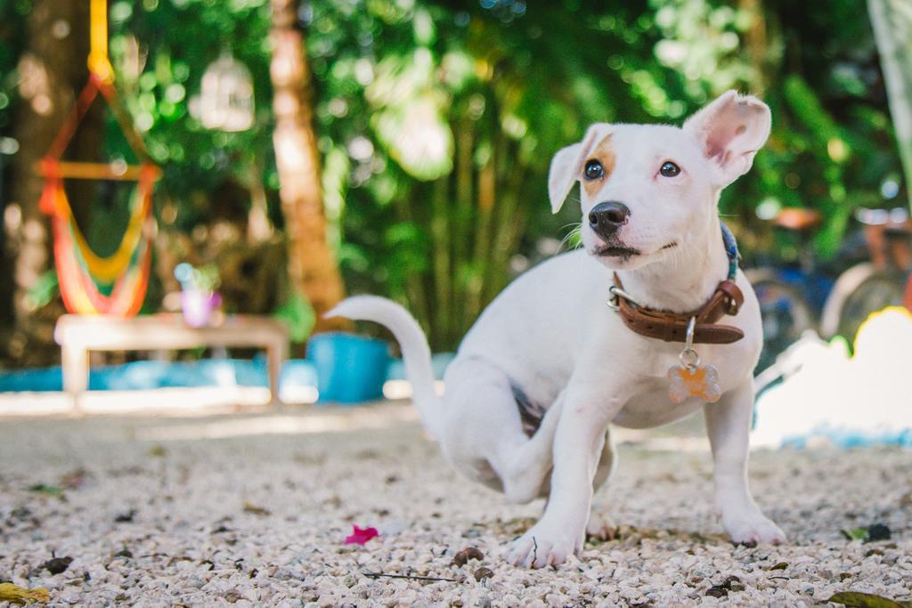 Quels Sont Les Meilleurs H\u00f4tels Pr\u00e8s De Chankanaab Adventure Beach Park\u00a0?