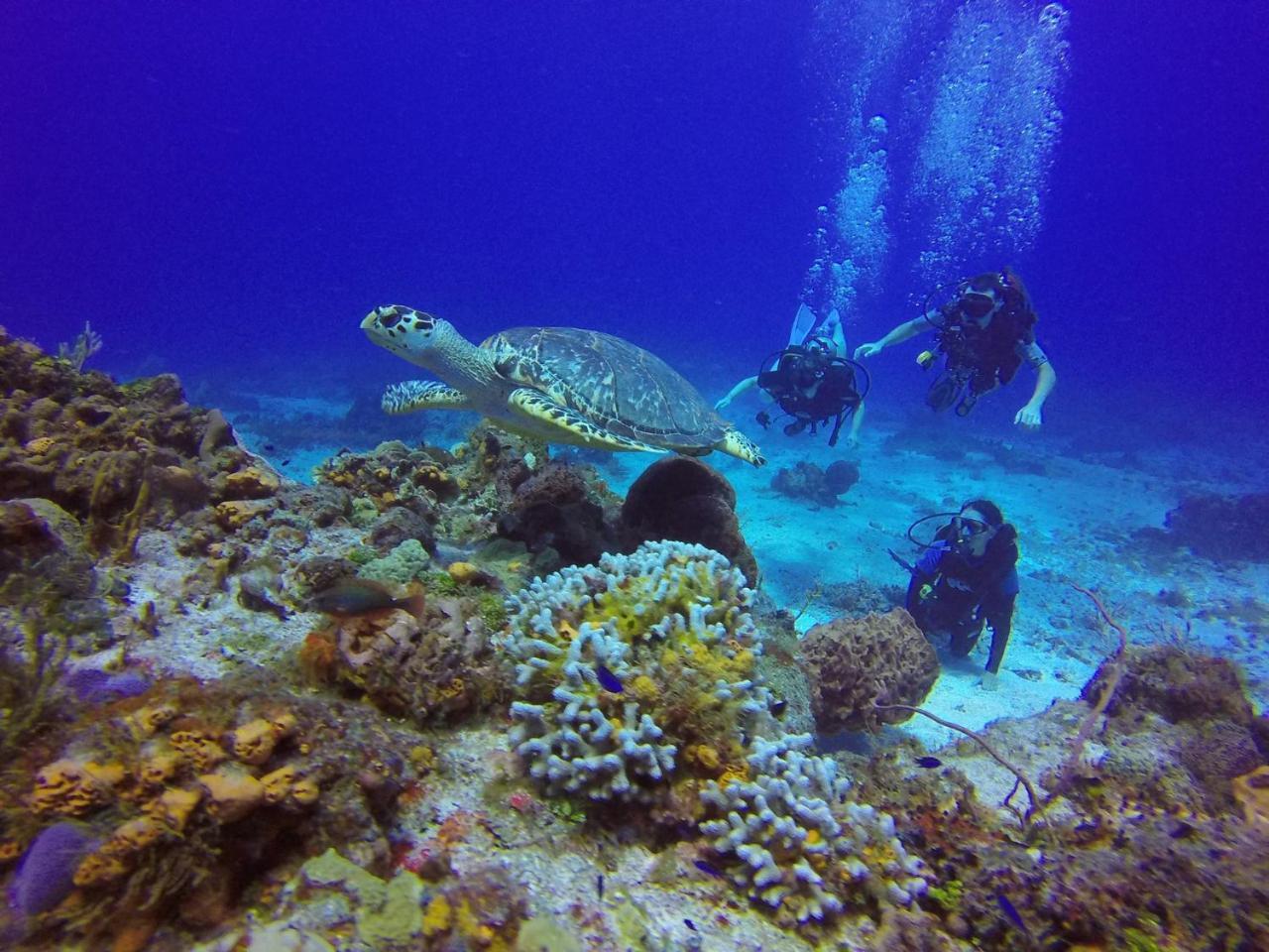 Quels Sont Les Meilleurs H\u00f4tels Pr\u00e8s De Chankanaab Adventure Beach Park\u00a0? Auberge de jeunesse Cozumel